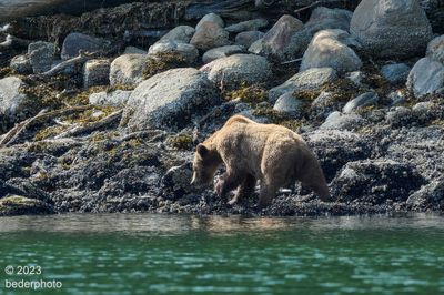blond grizzly checking shore for herring eggs