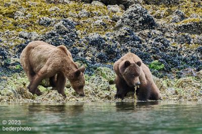 next morning...two more grizzlies eating herring eggs