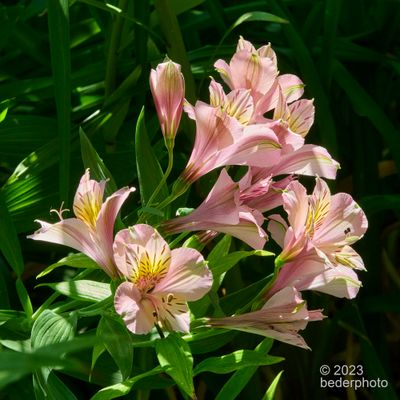 alstromeria
