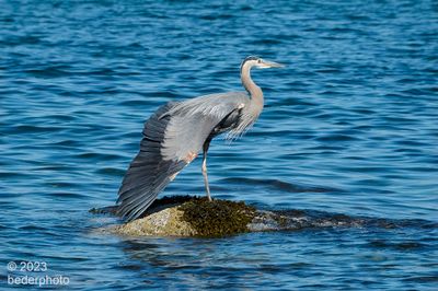 one-wing stretch