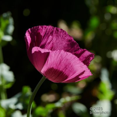 Lauren's Grape poppy....backlit palette