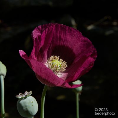 Lauren's Grape poppy....front-lit palette
