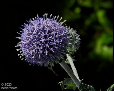 Globe Thistle