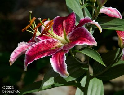   lily study