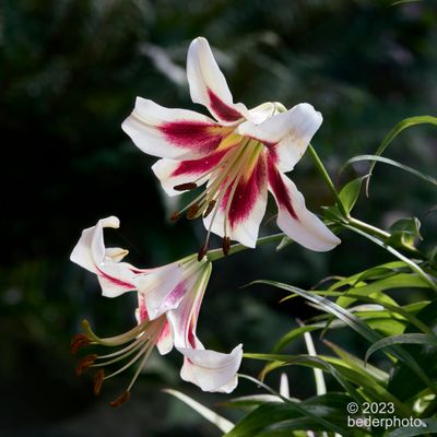  asiatic lilies...backlit