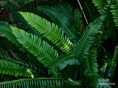 deer ferns...spring growth