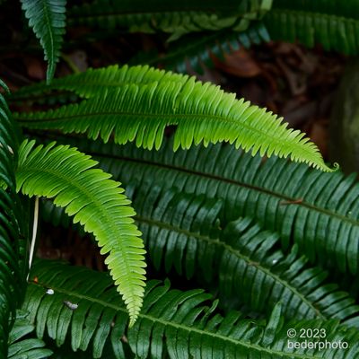 deer ferns...new summer growth