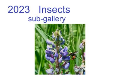 2023_insects