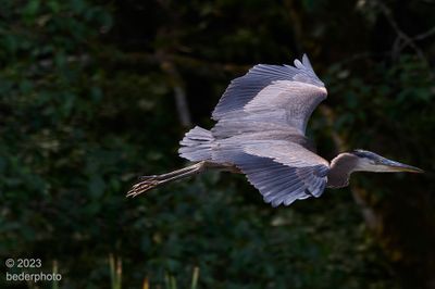 flight.... leaving pond area