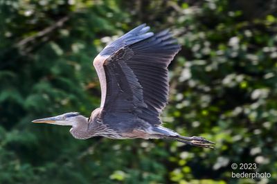 return flight to original pond  area