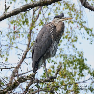 (probably) a juvenile heron