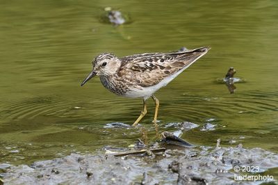 Least Sandpiper