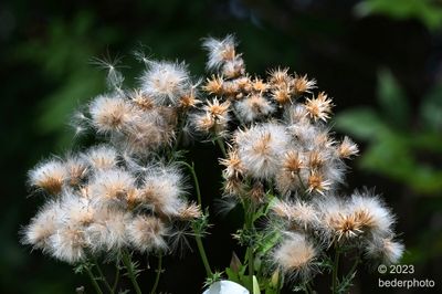  beginning late season wind dispersal of seed