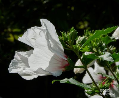 backlit Hibiscus