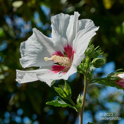 direct sunlight on newly opened hibiscus