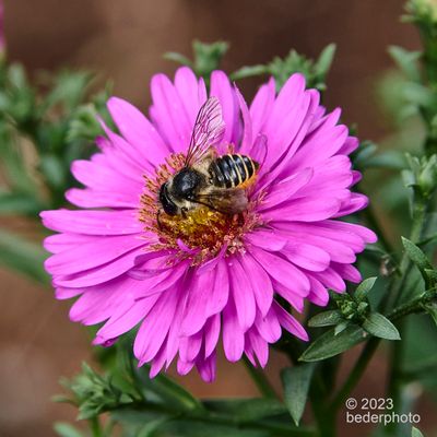 michaelmass daisy (actually an Aster varietal) and visitor