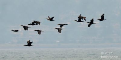 daily cormorant flight out to sea