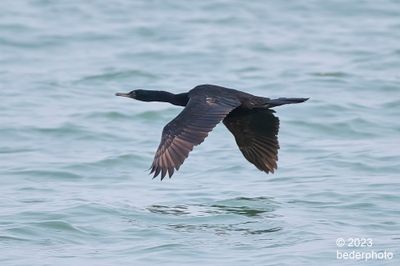 solo cormorant heading out to sea