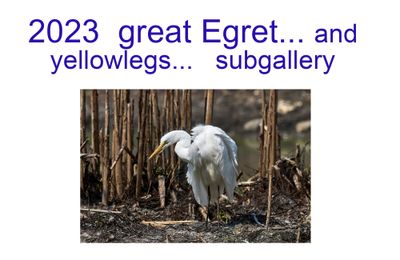 2023_egret_and_yellowlegs
