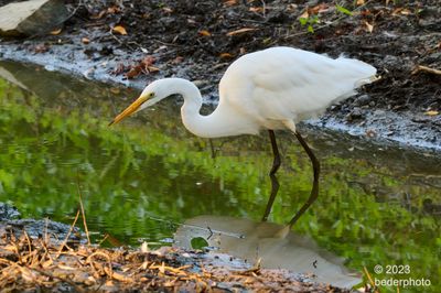 solo great egret