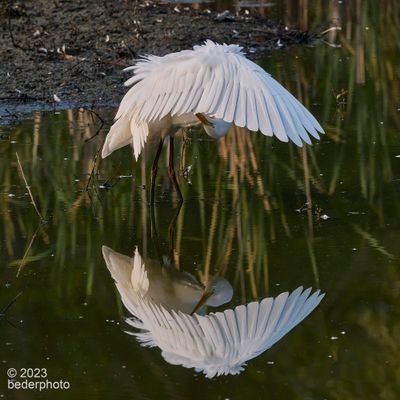 preening reflections ballet...pose 1