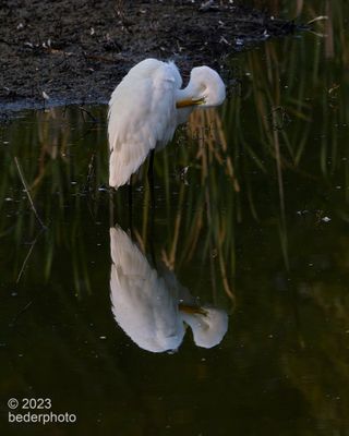 preening reflections ballet...pose 3