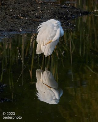 preening reflections ballet...pose 5