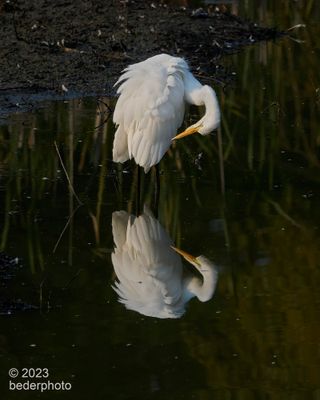 preening reflections ballet...pose 6