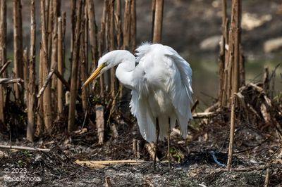 preening on pond islet