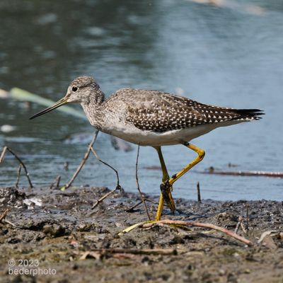 greater yellowlegs