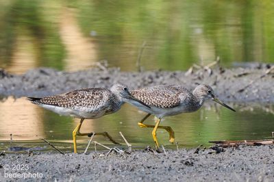 synchronized high-steppers