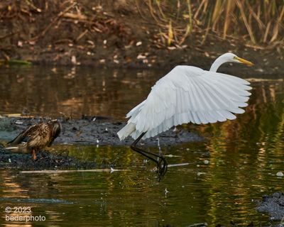 takeoff for just a few meters