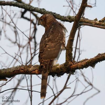 Cooper's Hawk