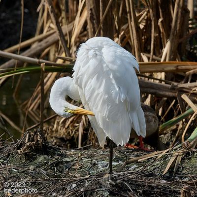 forever preening