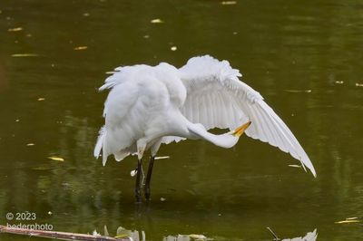 always preening