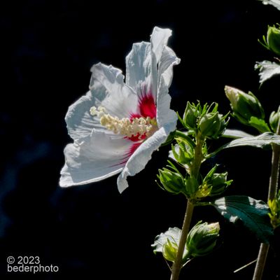 backlit Hibiscus bloom