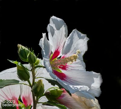 Hibiscus...one bloom ,six buds and one beetle