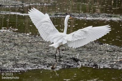careful landing on mud flats
