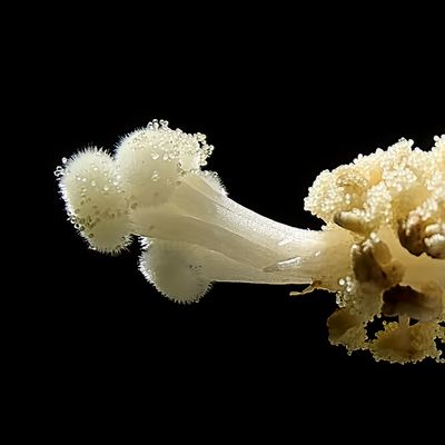 hibiscus reproductive sites