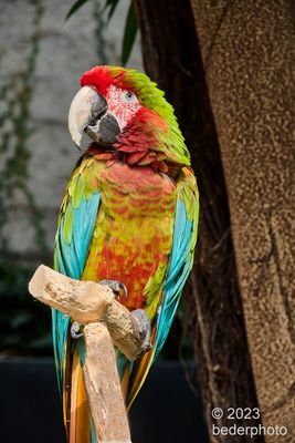 multi-coloured macaw
