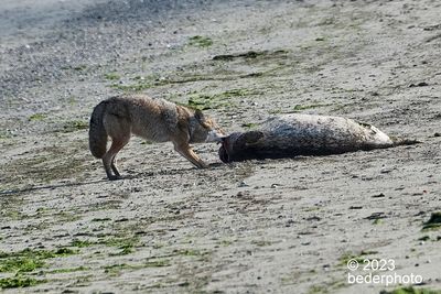 coyote struggling to feed on seal carcass