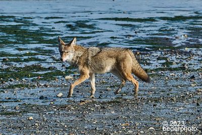 coyote warily departing scavenging site