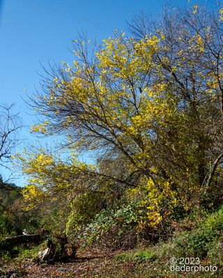autumn arrival