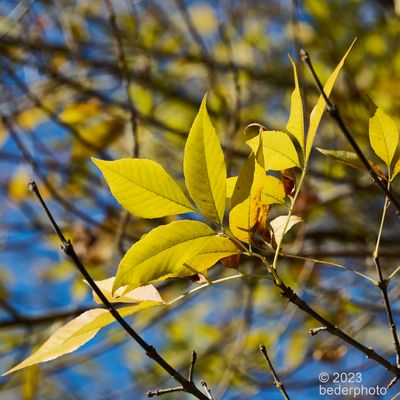 autumn colour