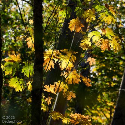 autumn palette: Big Leaf Maples