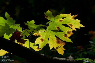 Big Leaf maples...early autumn transition