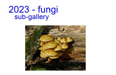 2023_fungi