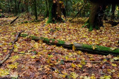 wet autumn forest floor
