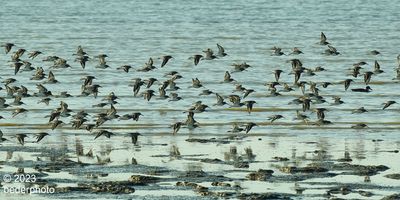 sandpiper flock
