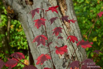 young maple ...autumn